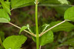 Smallspike false nettle